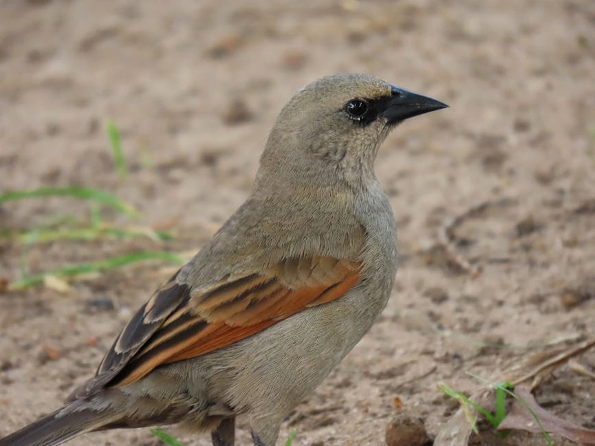 Osoba si zapisuje poznámky do zápisníku u stolu s notebookem a šálkem kávy.